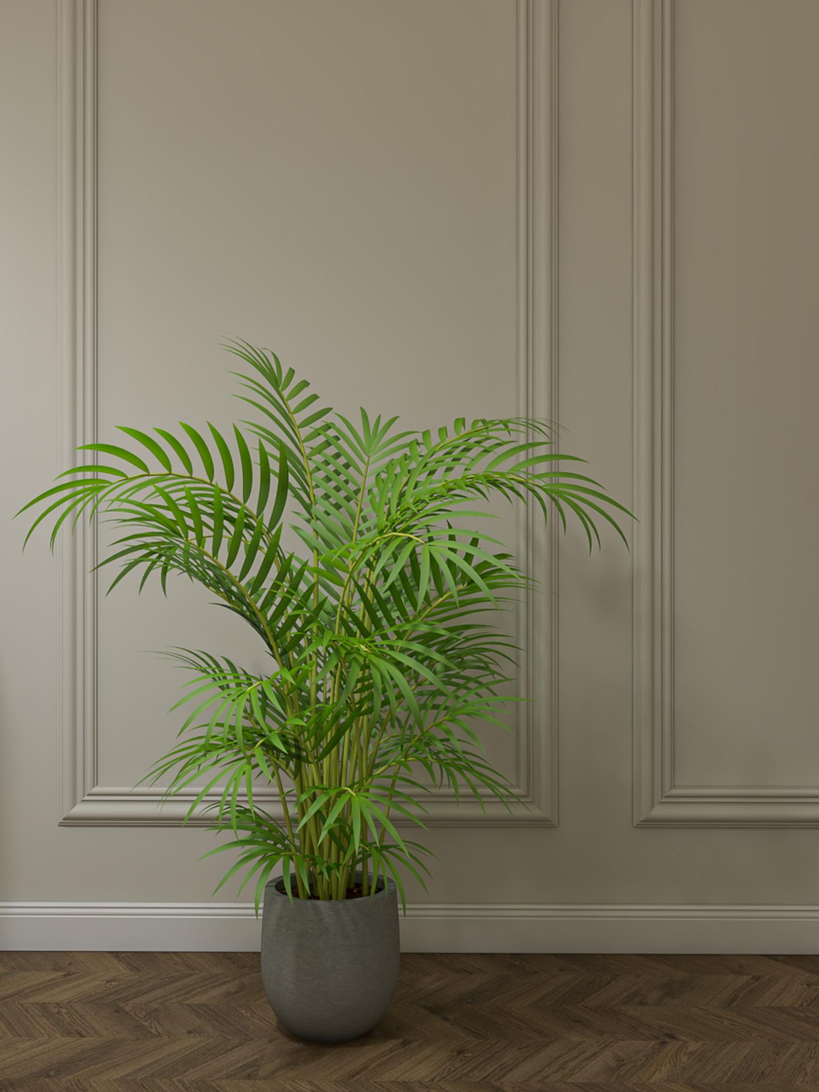 Planta Palmier Dypsis Lutescens, Versay, H 110 - 120 cm, D 24 cm