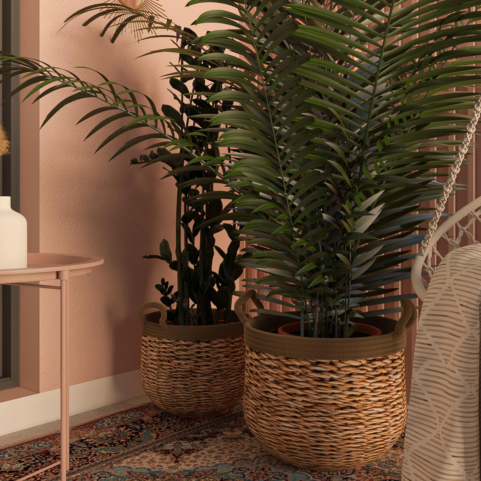 Planta interior Zamioculcas (planta dinozaur), Versay, H 80 cm, D 24 cm