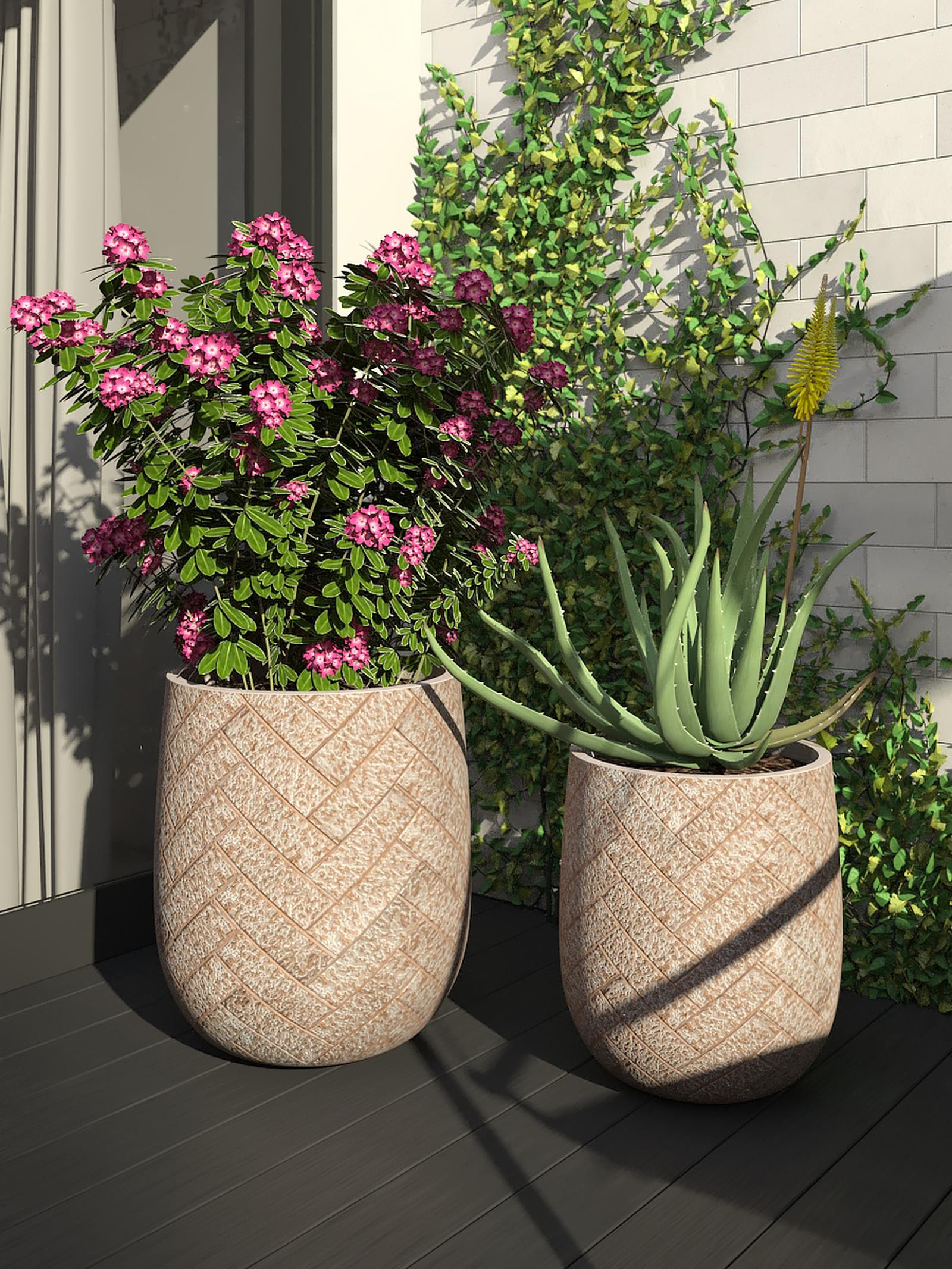 Arbust ornamental, cu flori, azalee - Rhododendron mix, H 50 cm, D 23 cm