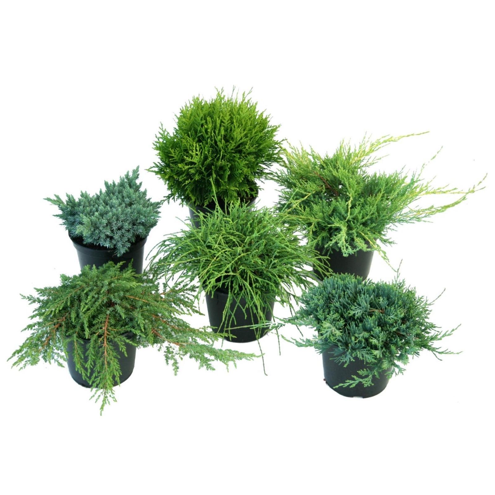 Plante exterior, conifere mix, H 20-40 cm, D 17 cm