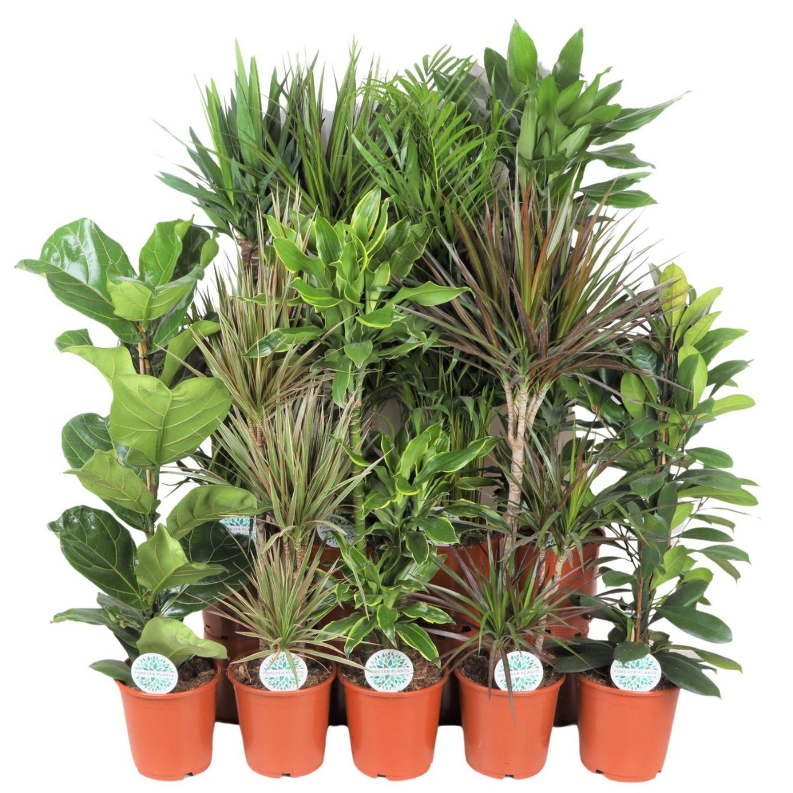 Planta interior mix plante verzi, H 120 cm, D 24 cm