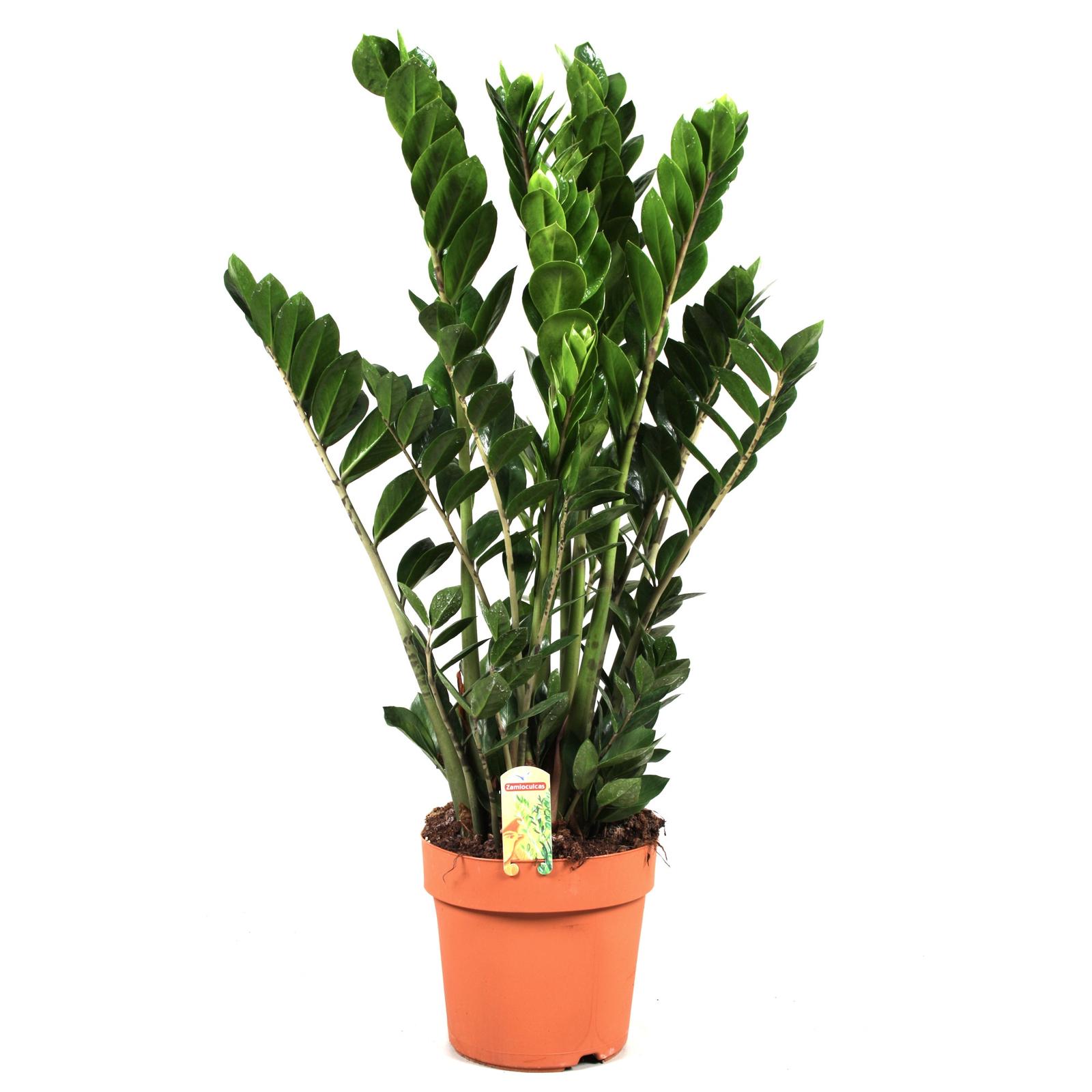 Planta Zamioculcas (planta dinozaur), Versay, H 85 - 95 cm, D 21 cm