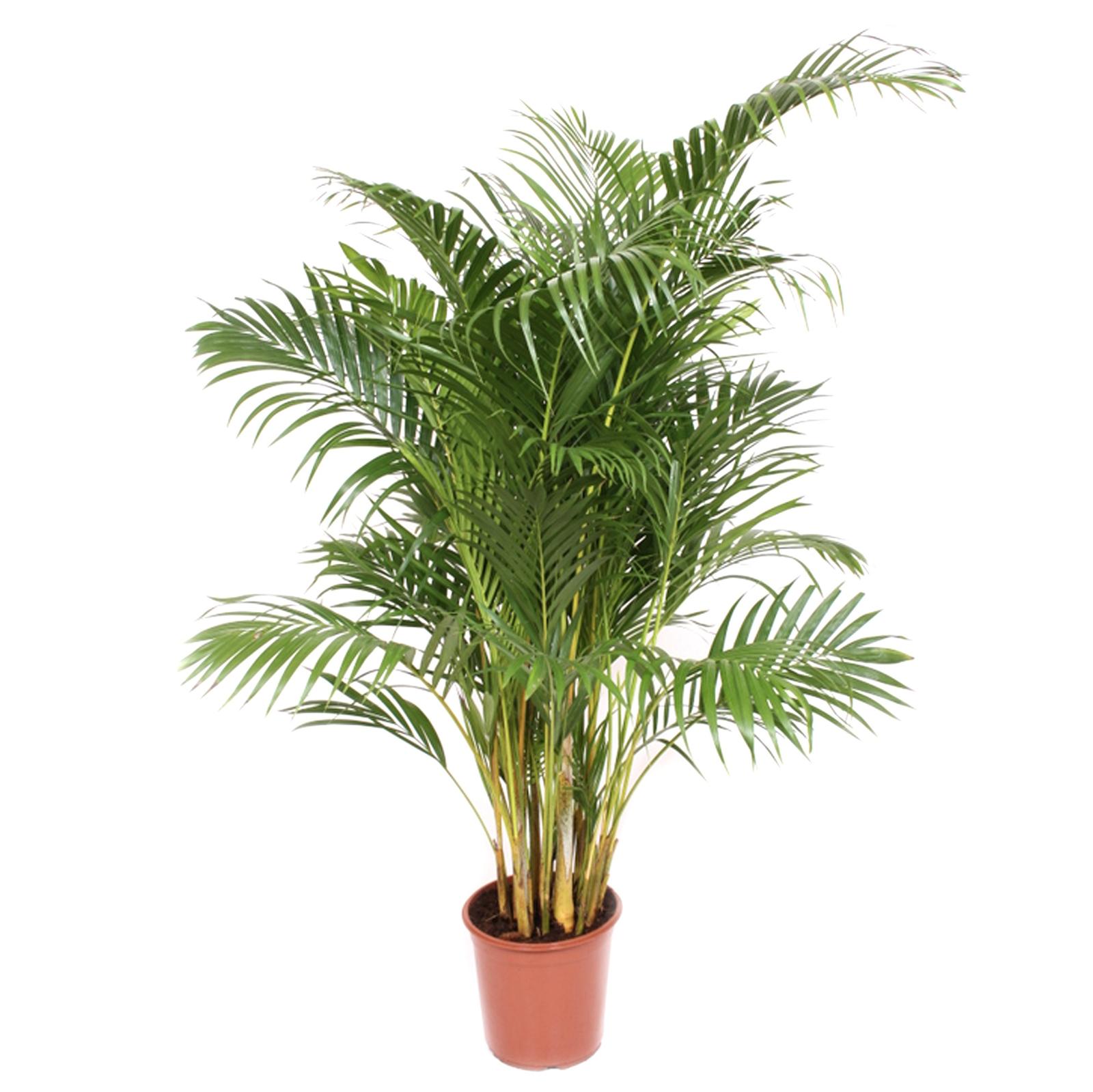 Planta Palmier Dypsis Lutescens, Versay, H 110 - 120 cm, D 24 cm