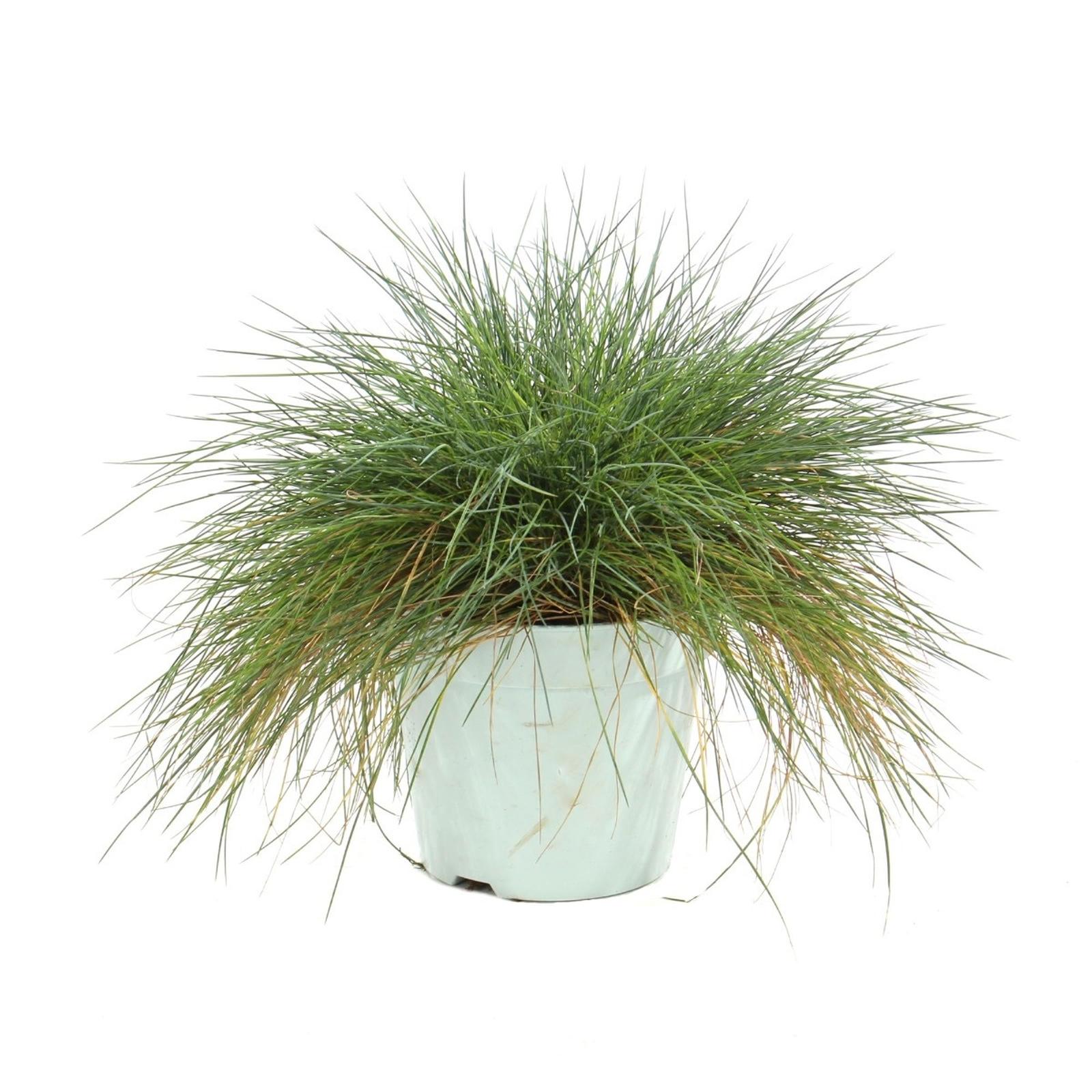 Iarba decorativa Festuca glauca intense blue, H 25 cm, D 17 cm