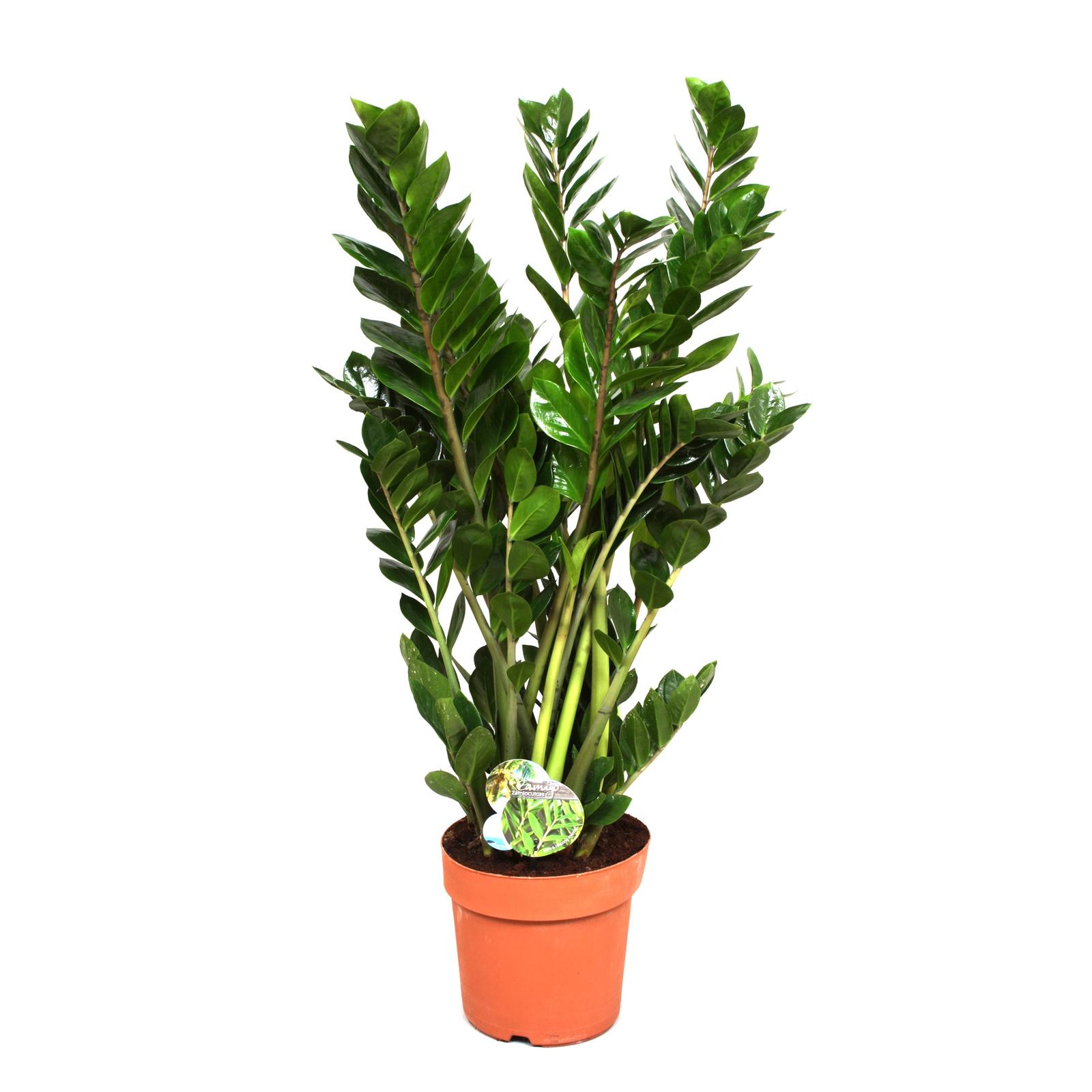 Planta interior Zamioculcas (planta dinozaur), Versay, H 80 cm, D 24 cm