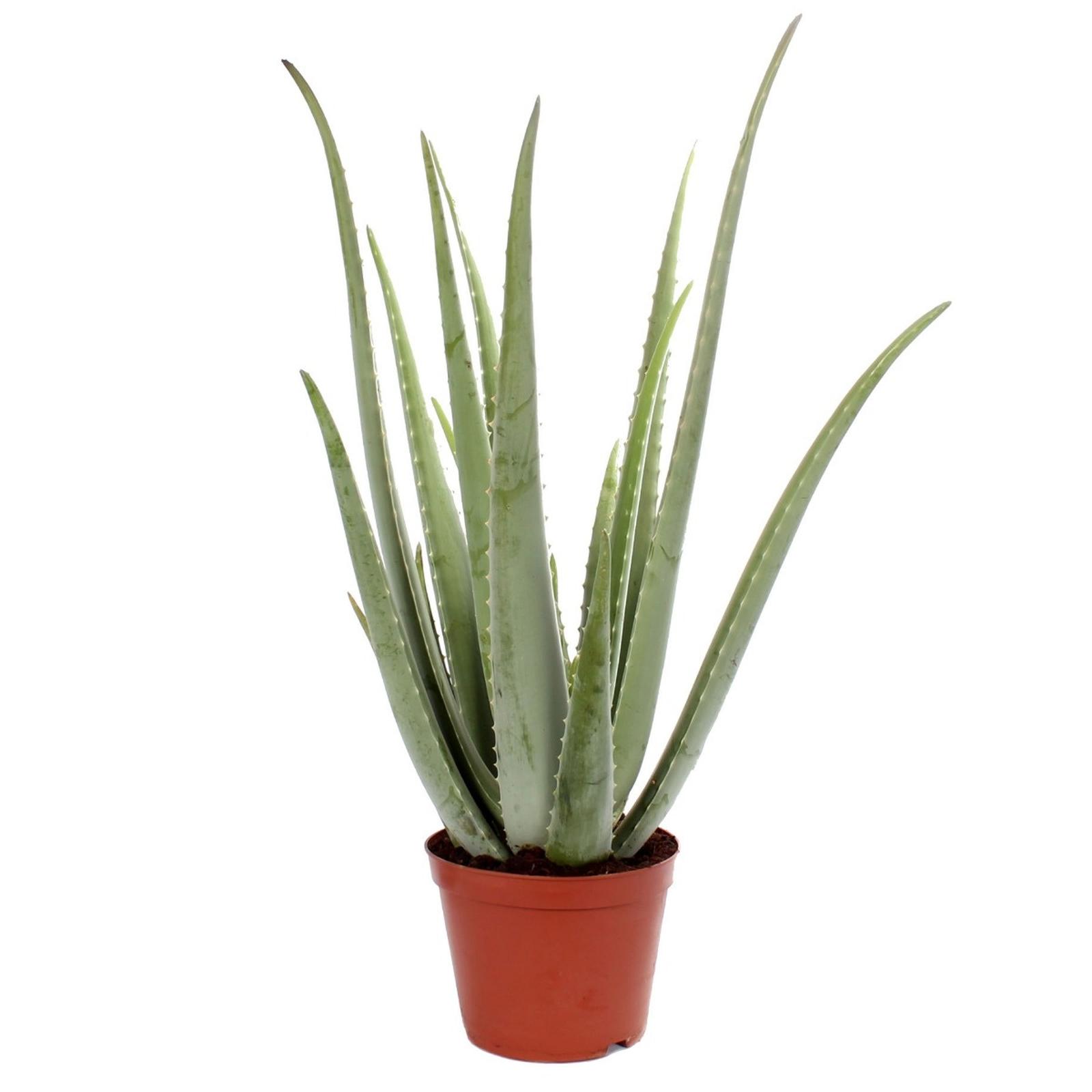 Planta interior - Aloe Vera, H 50 - 60 cm, D 21 cm
