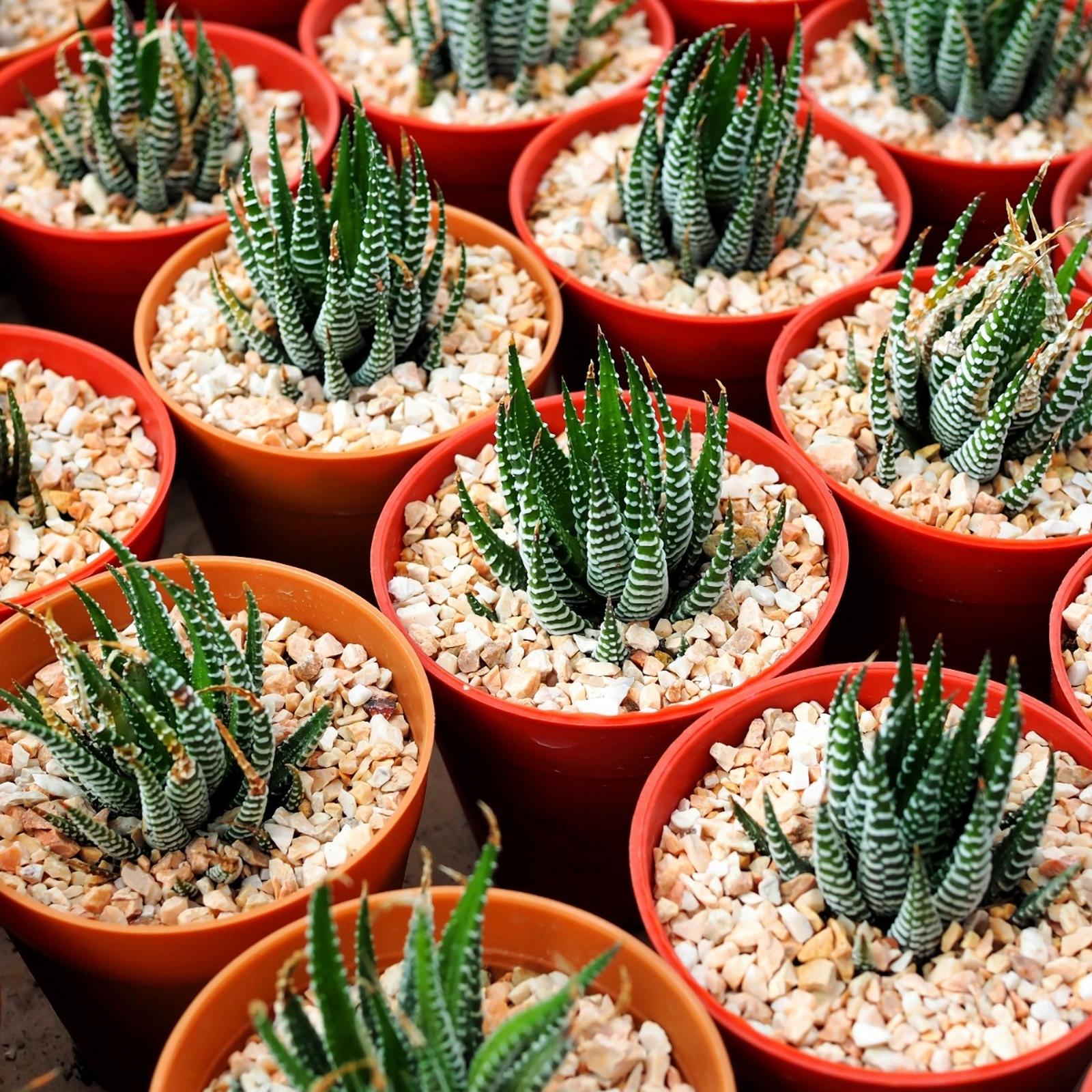 Marmura decorativa naturala sparta, Decolex, Ruschita, interior / exterior, alb + roz, 4 - 8 mm, 20 kg