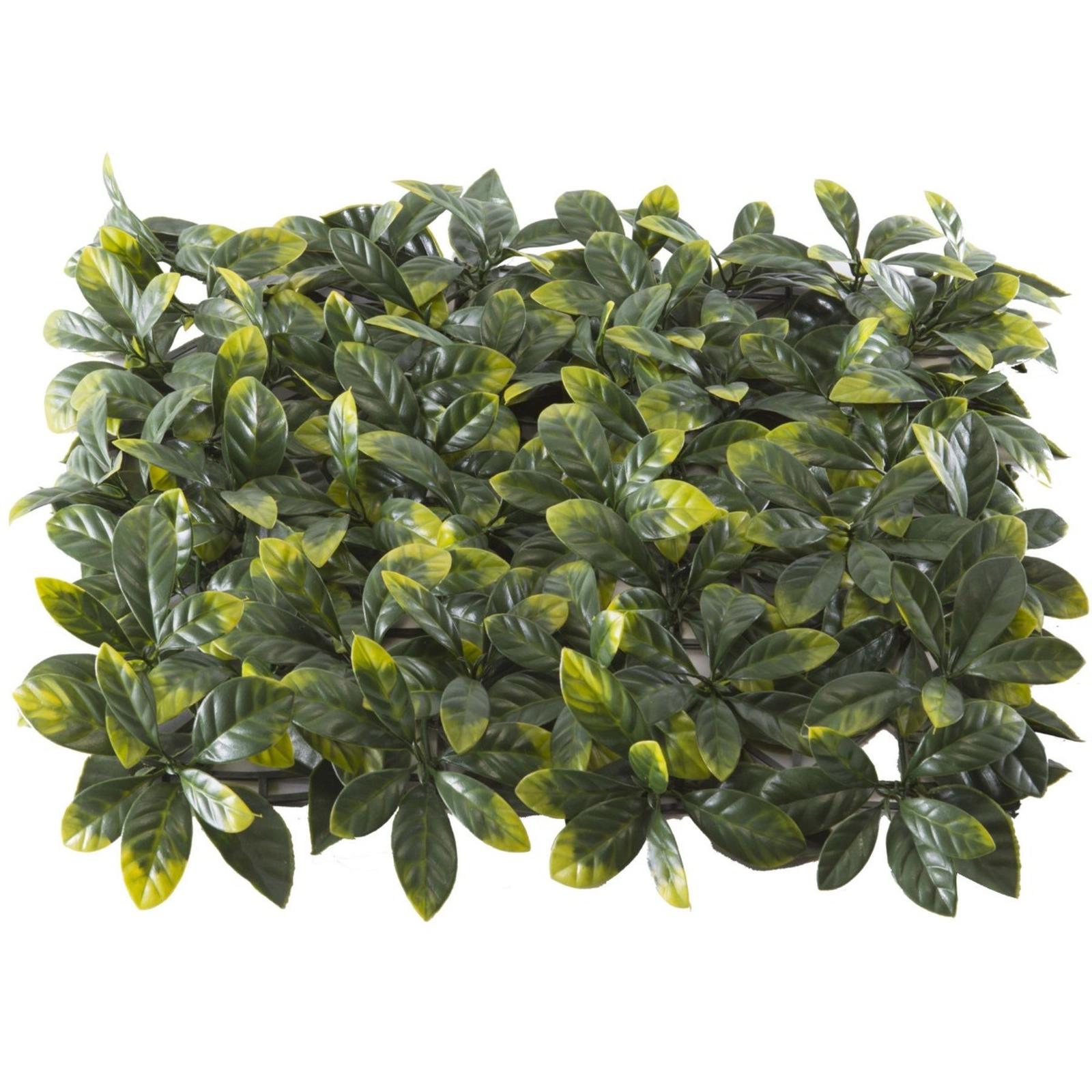 Gard Tenax Divy Osmanto paravan cu frunze, imitatie gard viu, verde, 50 x 50 cm Gard Tenax Divy Osmanto paravan cu frunze, imitatie gard viu, verde, 50 x 50 cm